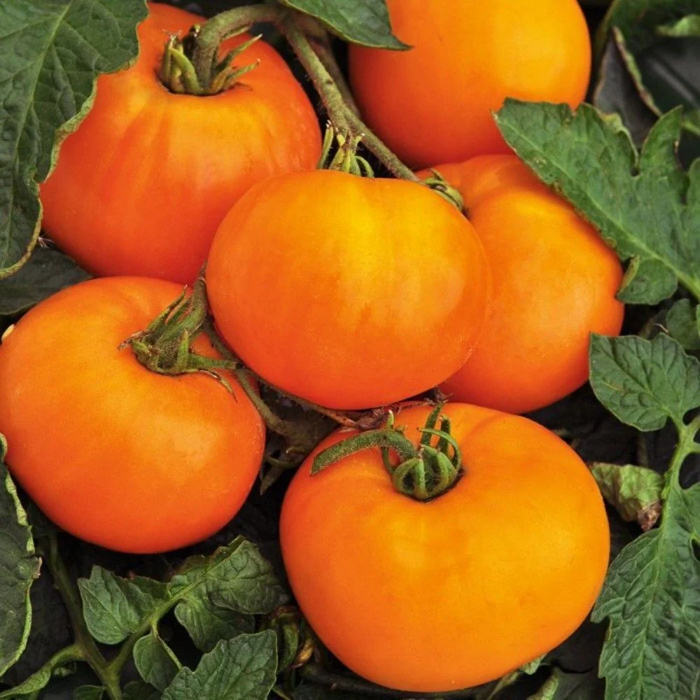 Рассада Томат Оранжевый шар F1 сорт раннеспелый, детерминантный, оранжевыйd-5 см