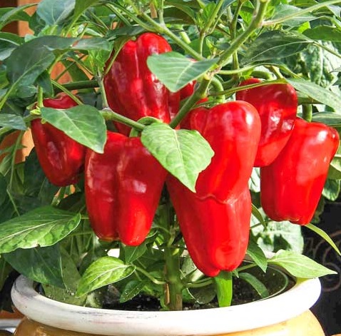 Рассада Перец сладкий Кузя в горшке d-5 см