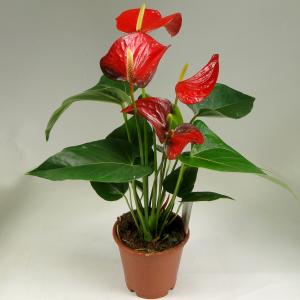 Комнатное растение Антуриум андрианум Чемпион красный в горшке 9 см