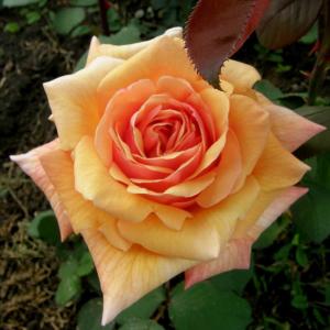 Роза чайно-гибридная Карамель в горшке 2,1 л