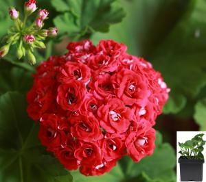 Пеларгония розоцветная Ред розебуд (Red rosebud) в горшке d-12 см