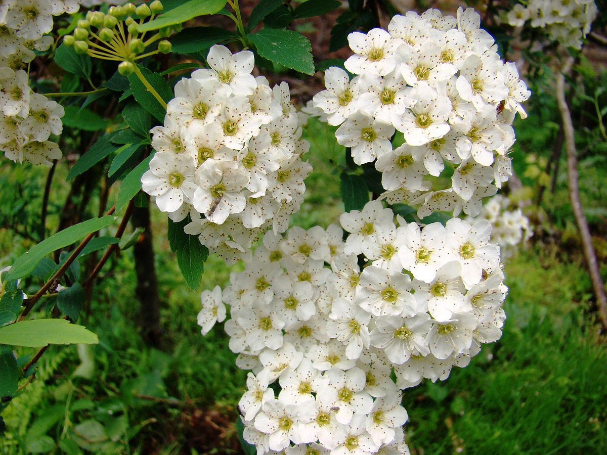 Цветущий белый кустарник фото с названиями