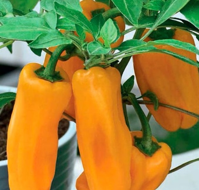 Рассада Перец сладкий Кузя желтый в горшке d-5 см