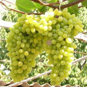 Виноград Лора  в горшке 8 см