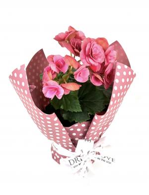 Бегония Элатиор розовая в подарочной упаковке к 8 марта d-12 см