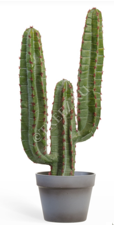 Кактус Цереус Мексиканский в-63, д-27 см 1/4 10.091826N