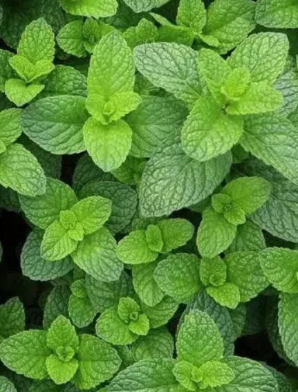 Мята 'Гарден Минт' (Garden Mint) Р9