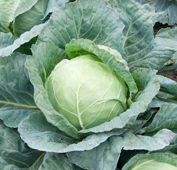 Рассада  Капуста белокочанная Застольный в кассете Е6 шт