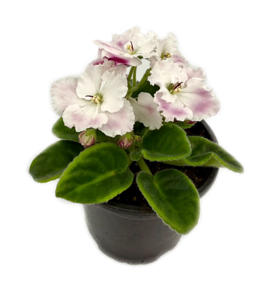 Фиалка бело-малиновая махровая в горшке д-12 см