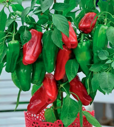 Перец сладкий Кузя красный в горшке д-5 см