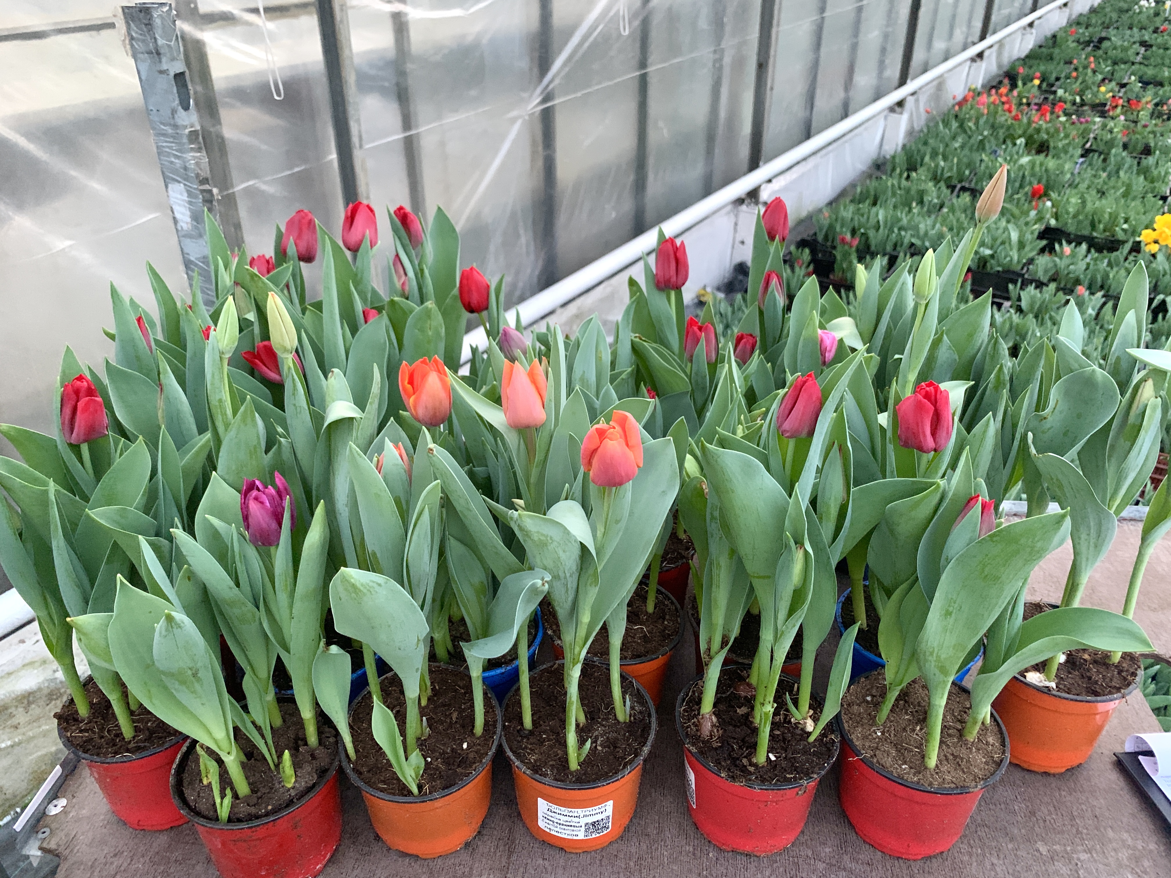 Тюльпаны в горшке цвет в ассортименте d-12 см 3 луковицы