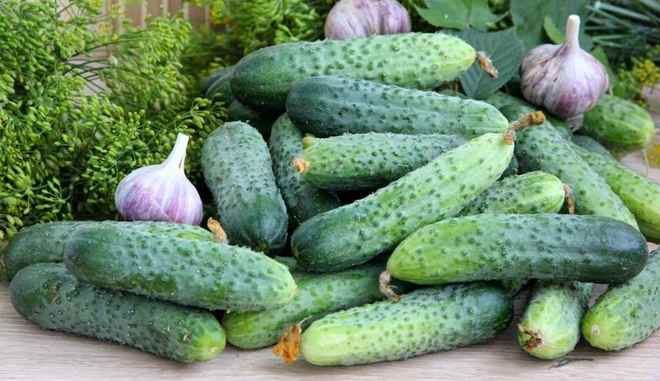 Рассада Огурец Засолочный в кассете Е 6 шт