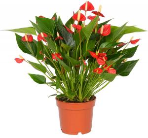 Комнатное растение Антуриум андрианум Многоцветковый Красный в горшке 12 см