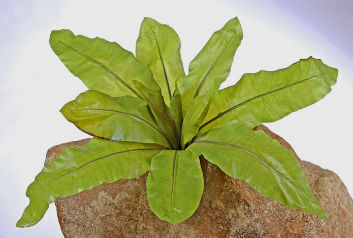 Асплениум Натуральный куст д-70, в-30 см (Sensitive Botanic) 12/48 20.03150250