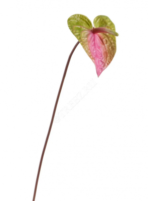 Антуриум зелёно-розовый (цветок 11х14 см) в-53 см 12/96 30.11170006PKG