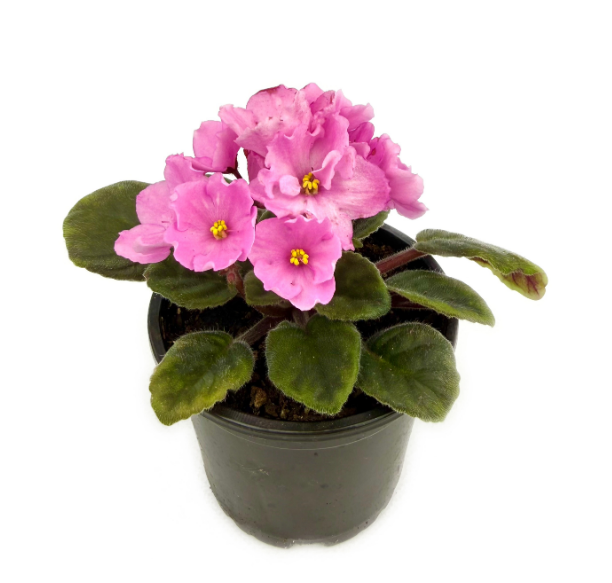 Фиалка розовая простая в горшке д-12 см