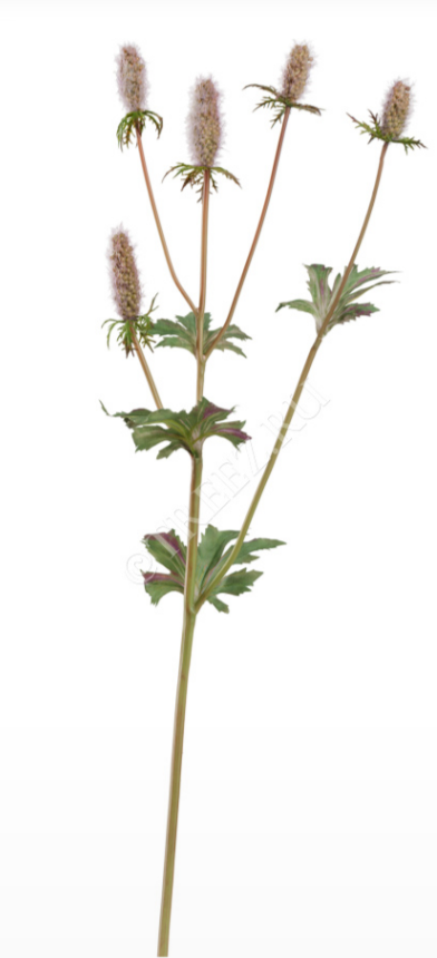 Эрингиум Элегант светло-сиренево-зелёный в-52 см 12/144 30.0617207LPU