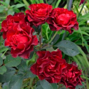 Роза флорибунда Tamango (Таманго) в горшке 2,1 л