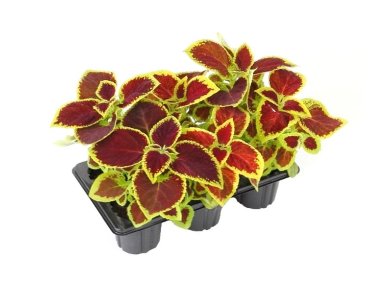 Рассада однолетних цветов Колеус в кассете 10 штук