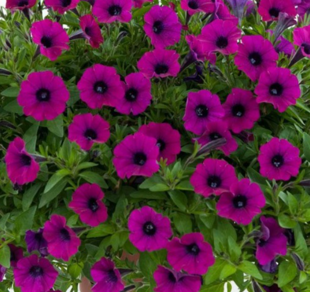 Рассада однолетних цветов Петуния простая фуксия в кассете 6 шт