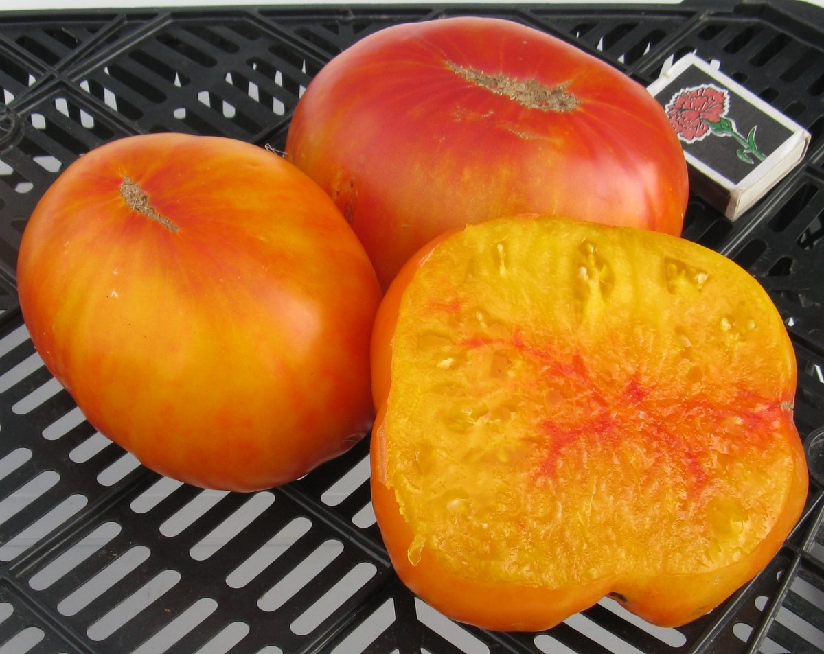 Рассада Томат "Грейпфрут" сорт среднеспелый, индетерминантный, оранжевый, d-7 см