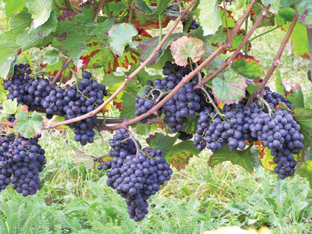 Виноград Пино Нуар  в горшке 8 см