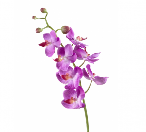 Орхидея Фаленопсис Элегант светло-фиолет в-70 см 7 цв,4бут 12/84 30.0611087VL