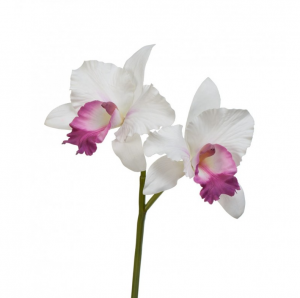 Орхидея Каттлея белая с тёмно-розовым язычком в-29 см 2 цв по 12 см 12/96 30.0616198WH