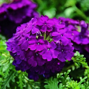 Вербена крупноцветковая фиолетовая в горшке d-9 см