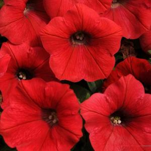 Рассада однолетних цветов Петуния простая красная в кассете 6 шт