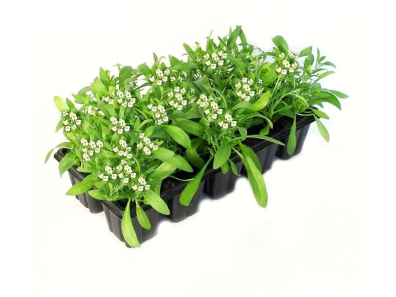 Рассада однолетних цветов Алиссум белый в кассете 10 штук