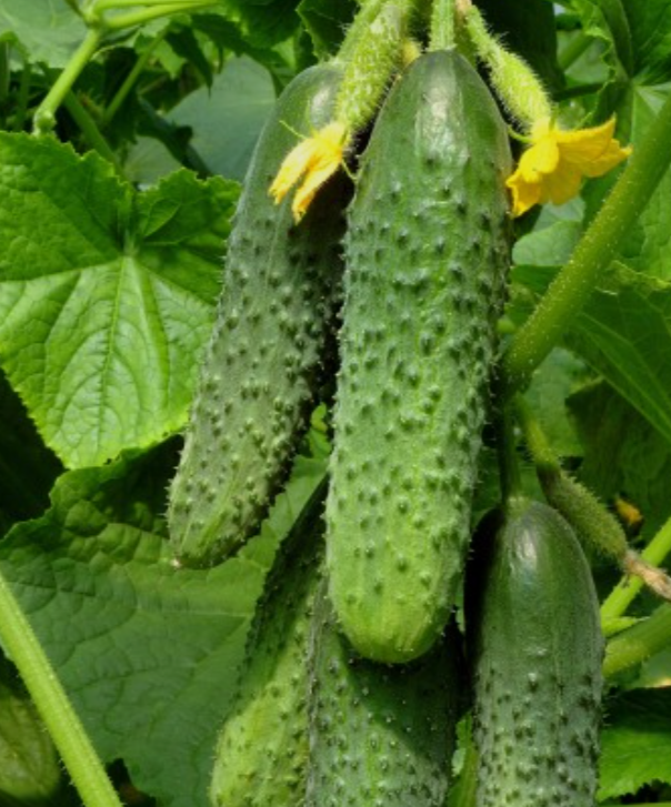 Рассада Огурец  Феникс Плюс пчелоопыляемый, среднеранний в кассете Е 6 шт