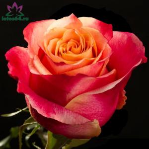 Роза чайно-гибридная 3D в горшке 2,1 л