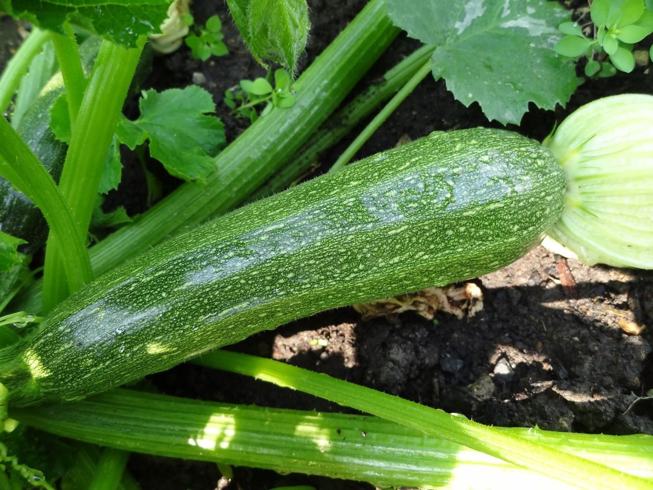 Рассада Кабачок Скворушка в кассете Е6 шт