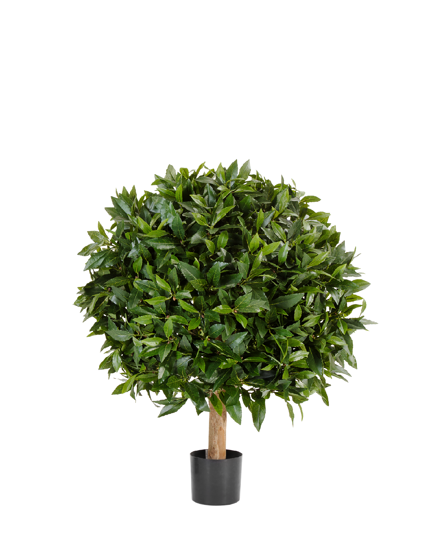 Лавр круглый д-40 см, в-50 см 4/8 10.41201N