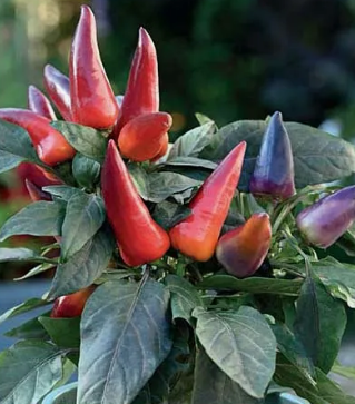 Перец кустарниковый Чилиец в горшке д-5 см