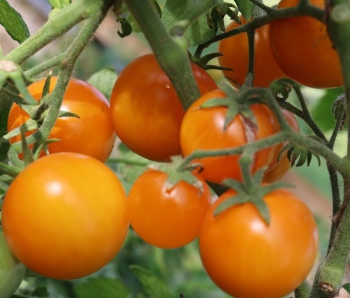 Рассада Томат Янтарная россыпь сорт раннеспелый, детерминантный, желтый, d-5 см