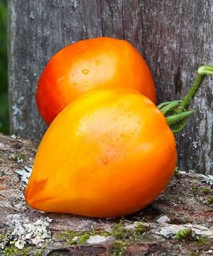 Рассада Томат "Оранжевый русский" сорт среднеспелый, индетерминантный, оранжевый, d-5 см