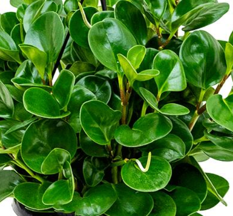 Пеперомия ( Peperomia) в кашпо d-19 см