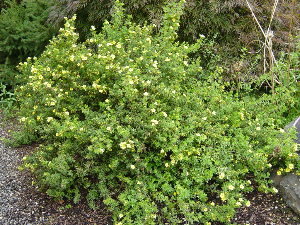 Лапчатка кустарниковая Primrose Beauty (Примроуз Бьюти)  в горшке 3,5 л