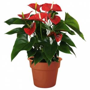 Комнатное растение Антуриум андрианум Саксес Ред в горшке 12 см