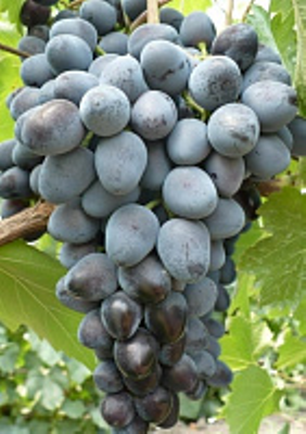 Виноград Фуршетный   в горшке 8 см