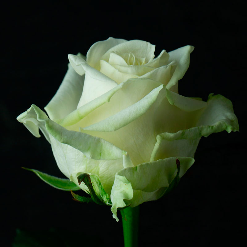 Роза аваланж белая фото и описание