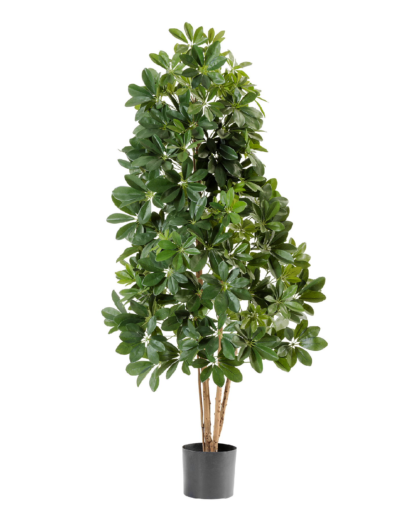 Шеффлера натуральная зелёная 140 см 2/2 10.38505N