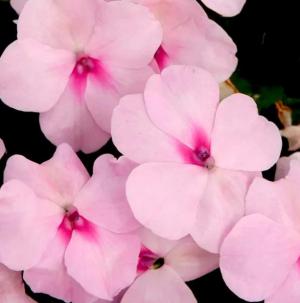 Рассада однолетних цветов Бальзамин Уоллера розовый в горшке d-12 см