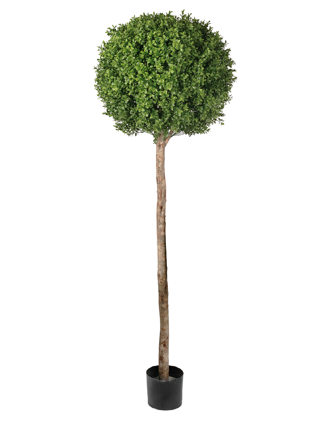 Самшит Шар Штамб уличный новый д-40, в-105 см 2/2 10.44304N