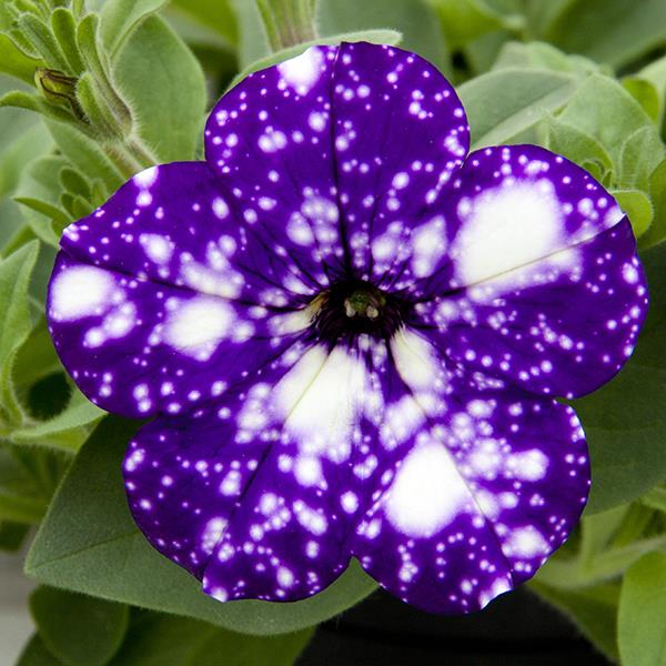 Петуния Petunia Galaxy Lilac 128