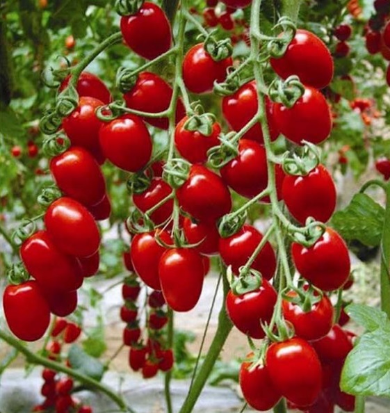 Рассада Томат Сладкий Фонтан сорт раннеспелый, индетерминантный, красный, круглый, d-5 см