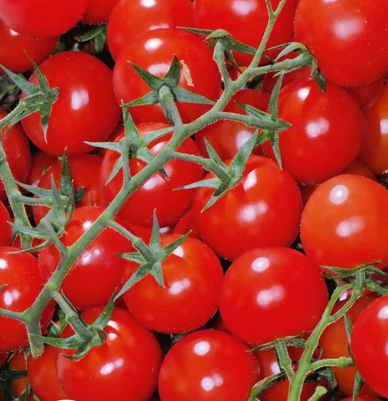 Рассада Томат Зимняя вишня сорт раннеспелый, индетерминантный, малиновый, d-5 см