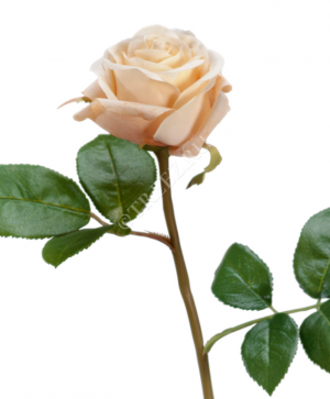 Роза Флорибунда Мидл крем-роз в-34 см д-8 см 24/144 30.0611075CRY